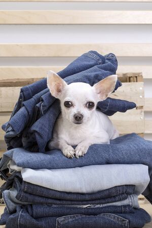 Chihuahua dog. A small white dog of the Chihuahua breed lies on a heap of jeans and looks in front of him. On the dog, too, lies clothing - jeans.の写真素材