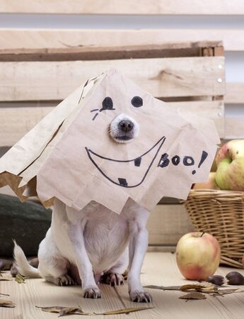 Chihuahua breed dog during the Halloween holiday. A small chihuahua breed dog is sitting on a wooden light table. A mask is put on the dogâs head to celebrate Halloween. Around the dog are apples, zucchini, autumn leavesの写真素材