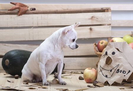 Dog Chihuahua breed on Halloween. A small Chihuahua breed dog sits on a wooden textured light table and looks at the mask for Halloween. Around apples, zucchini, autumn leavesの写真素材