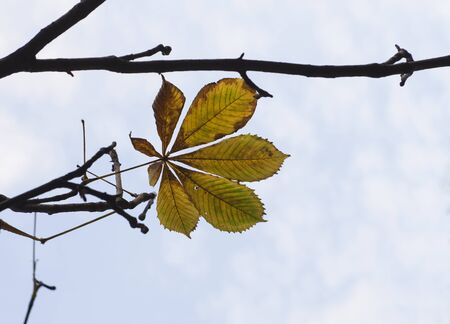 yellow bright autumn chestnut leaf on the branches of a tree against a transparent light sky. Autumn day.の写真素材