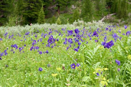 Flower field. The Republic of Gorny Altai on the territory of the Russian Federation, Siberia.の写真素材