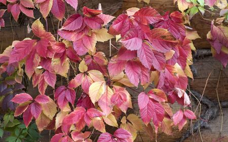 Autumn foliage. A cascade of bright color-saturated red and yellow autumn leaves near a wooden wall of a house. Autumn day.の写真素材