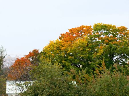 Autumn. Trees in the park. Colorful bright foliage, multi-storey buildings are visible in the distanceの写真素材