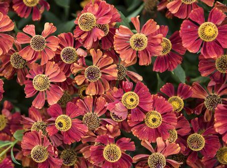 flowers. Many flowers with bright red petals and yellow pistils in the center of the flower. Wildflowers in large numbers.の写真素材