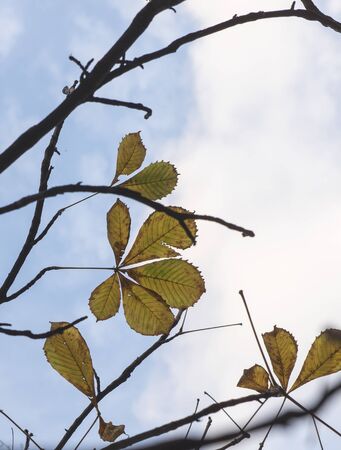 yellow bright autumn leaves of a chestnut tree on the branches of a tree against a transparent light sky. Autumn day.の写真素材