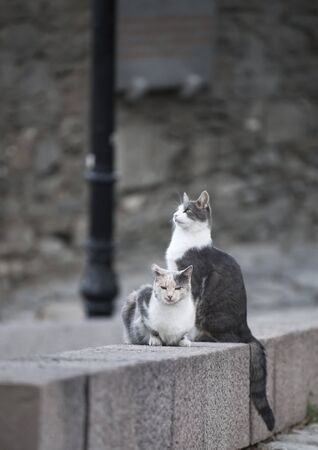 A gray-white cat sits on a road curb on the street and looks straight ahead, in the background a second cat looks away.の写真素材