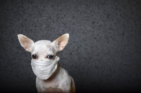 A small Chihuahua dog in the face of which is wearing a white gauze bandage to protect against the...