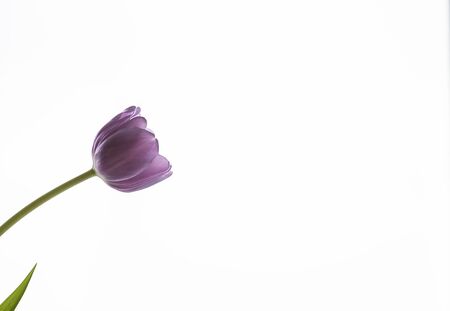 One tulip with a lilac bud on a white background. The tulip stem is located on the left side, and the bud stretches to the center of the frame. Studio. Plenty of room for text.の写真素材