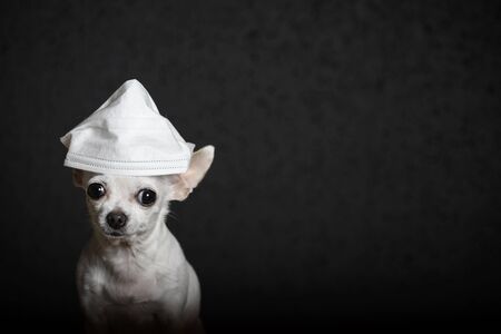 Close-up portrait. A small dog of the Chihuahua breed looks in front of him. A white gauze bandage is worn on the head that looks like a cap to protect against the virus. Black background, studioの写真素材