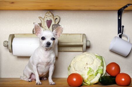 A small white beautiful Chihuahua dog sits on a kitchen wooden shelf among a still life of fresh vegetables. Next to the dog are tomatoes, cabbage and cucumbers.の写真素材