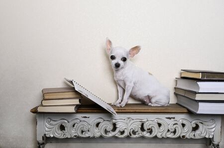 A beautiful white Chihuahua dog is sitting on a vintage wooden shelf among books. Next to the dog is an open book that she reads.の写真素材