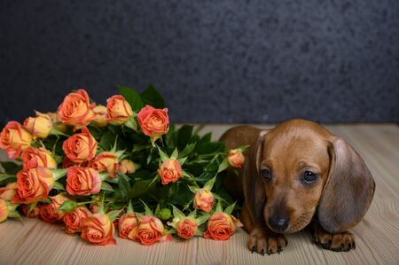 A small beautiful young dog of Dachshund breed lies on a wooden textured table and looks to the side and next to it lies a bouquet of roses. Studio, black backgroundの写真素材