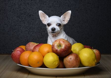 A beautiful little white dachshund lies among the fruits in a large dish and looks straight ahead with a smile.の写真素材