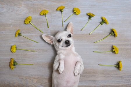 A small white beautiful Chihuahua breed dog lies on its back on a wooden textured vintage surface among yellow dandelions and smilesの写真素材