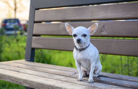 Chihuahua sits on a bench while walking. A beautiful dog is resting in sunny weatherの写真素材