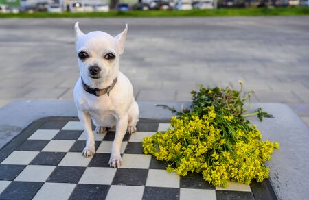 Chihuahua sits on a chessboard in the street and looks straight. Nearby lies a bouquet of wildflowers. Summer evening.の写真素材