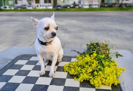 Chihuahua sits on a chessboard and next to it lies a bouquet of wildflowers. Summer evening.の写真素材