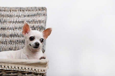A chihuahua dog sits in a laundry basket and looks away cheerfully. Isolateの写真素材