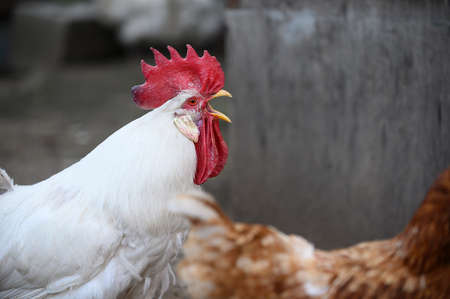 A large rooster with white plumage and a red comb walks on the farm. The rooster calls loudly...