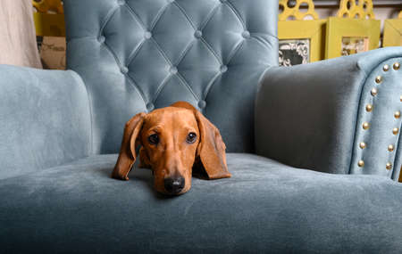 The red-haired dachshund lies on a turquoise armchair in the living room and looks ahead. The dog lies in the center of the chair.の写真素材