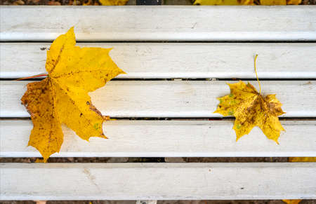 Yellow maple leaves on the bench. Beautiful fallen shower lie on a wooden bench. Superku view. Copy...