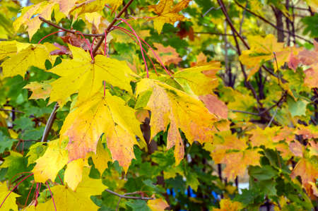 Autumn brightly colored yellow and red maple leaves on the trees. Autumn Park.