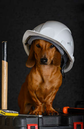Labor Day. A beautiful dachshund sits in a white helmet among the construction tools. Black background, sketch in the studio.の写真素材