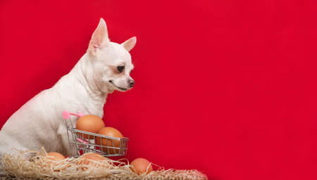 A chihuahua dog sits next to a shopping cart containing chicken eggs and a red background behind it. There is a decorative nest with eggs nearby.の写真素材
