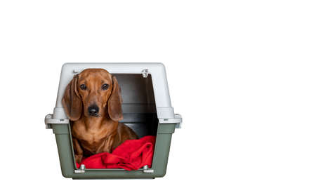 Transporting a dog - a red-headed dachshund sits in a large plastic container and looks intently at the camera. The dog is waiting for transportation, photo on a white banner.の写真素材
