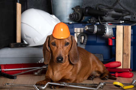 Labor Day celebrations and the red-haired dachshund dog lies among the various tools and the dog has...