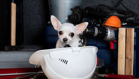 A small chihuahua dog lies in a large protective construction helmet among various construction tools and looks into the camera. A white dog poses in the studio on Labor Day.の写真素材