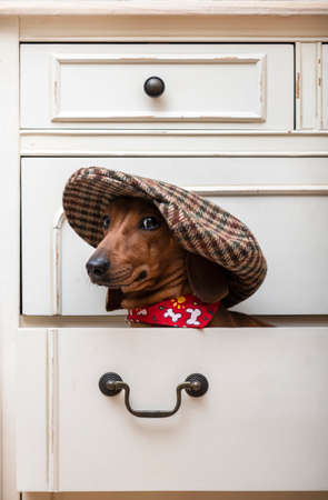 A dachshund in a stylish and fashionable beige cap sits on a shelf in a closet and looks slyly from under a visor. Red-haired dachshund in a vertical photo format.の写真素材