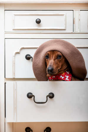 A dachshund in a stylish and trendy beige beret poses on a shelf in a closet and calmly looks at the camera. Red-haired dachshund in the photo in vertical format.の写真素材