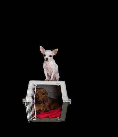 Transportation of dogs - A white Chihuahua sits on a large plastic container where a dachshund lies with a sad look and looks through a closed lattice door. Black background.の写真素材
