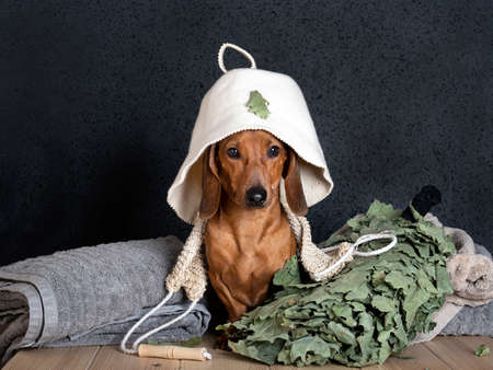 Dachshund poses while sitting in a bath cap between a towel and an oak broom on a black background .. A ginger dog looks at the camera in a Russian bathhouse and a washcloth hangs around his neck.の写真素材