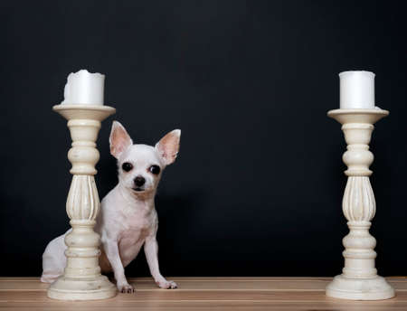 Chihuahua dog sits between two vintage tall candlesticks against a black background. Studio photography of a white dog.の写真素材