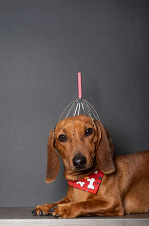 A head massager on the head of a red dachshund dog during a relaxing massage session. The dog lies on a black background with a red tie around his neck.の写真素材