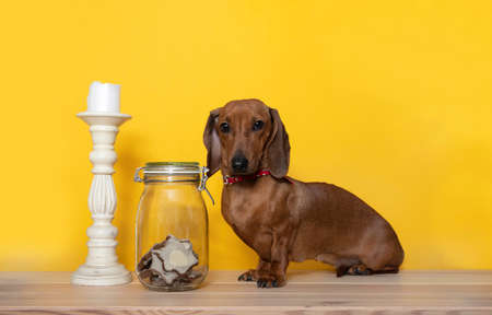 A dachshund dog sits next to a vintage tall white candlestick and a jar of homemade cookies and looks into the camera. Studio photography of a ginger dog on a black background.の写真素材