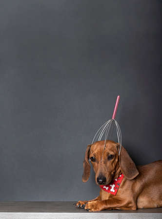 Massager for the head on the head of a red-colored dachshund dog who was thinking during a relaxing massage session. The dog lies on a black background with a red tie around his neck.の写真素材