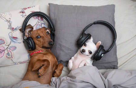 Two dogs lie in bed and listen to music in black headphones with happy expressions. Dachshund and Chihuahua covered themselves with a blanket and looked into the camera while resting.の写真素材