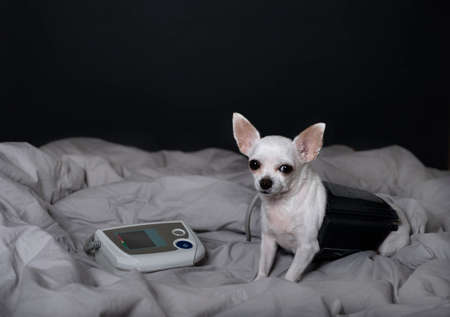 A white Chihuahua dog sits in bed trying to measure the pressure with a special apparatus. A small dog looks attentively into the camera.の写真素材