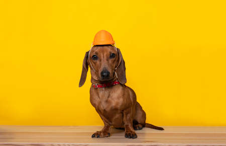 Labor Day celebration and ginger dachshund dog poses in a protective construction orange toy helmet. Studio photography on a yellow background.の写真素材