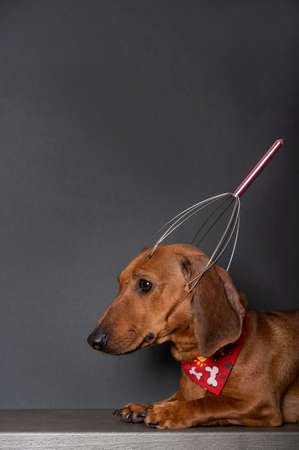 A head massager on the head of a red-colored dachshund dog posing sideways during a relaxing massage session. The dog lies on a black background with a red tie around his neck.の写真素材