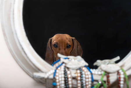 A dachshund dog is looking and reflected in a vintage ivory mirror. Studio shooting of a ginger dog.の写真素材