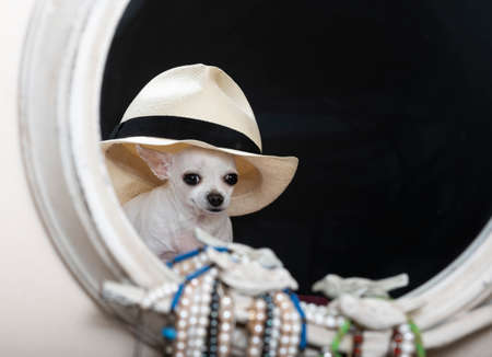 A chihuahua dog wearing a white straw hat looks and is reflected in a vintage ivory mirror. Studio shot of a white dog.の写真素材