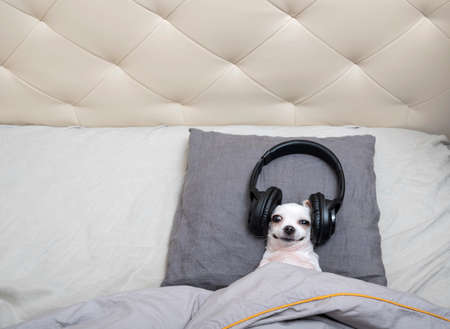 A chihuahua dog lies on a small pillow in the corner of the bed and listens to music on headphones with a happy expression on his face. A small dog is covered with a blanket and looks at the camera.の写真素材