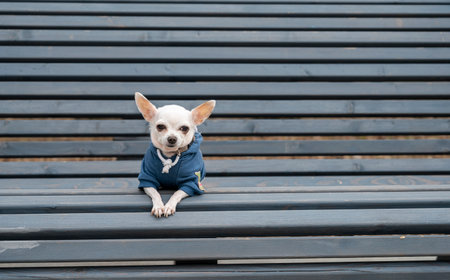 A white Chihuahua dog sits on a wooden bench in the park and looks intently straight into the camera. Shooting outdoors in cool weather.の写真素材