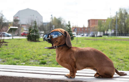 Red-haired dachshund dog sits sideways on a wooden bench in the park in sunglasses. Sunny weather.の写真素材