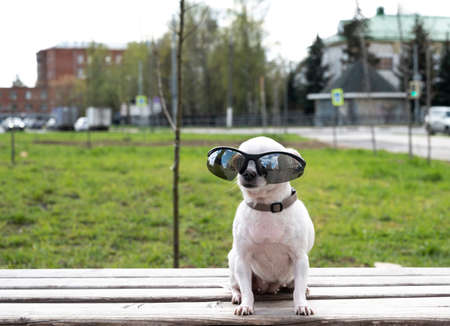 A small white chihuahua dog sits on a wooden bench in the park wearing sunglasses and looks into the...