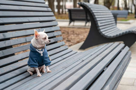 A white Chihuahua dog sits on a wooden bench in the park and looks calmly into the distance. Shooting outdoors in cool weather.の写真素材